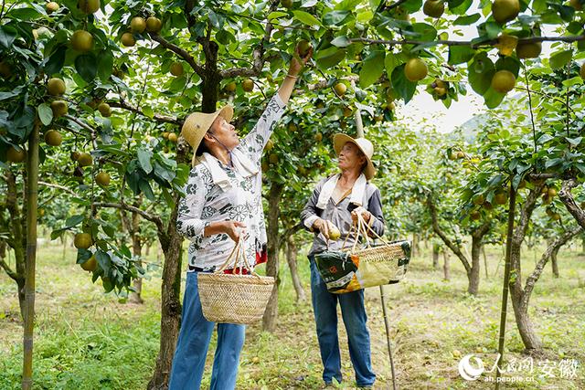 池州果园采摘